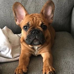 Meet your Posher, Lilly